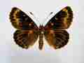 Melitaea didyma (cold shock abberant) 6 (Internet Image property of respective owner, non-commercial use only)
